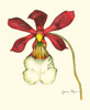 Majestic Orchid II Poster Print - Jennifer Goldberger