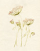 Blush Lace II Poster Print - Jennifer Goldberger