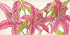 Pink Lilies II Poster Print - Melissa Wang