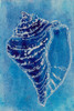 Cerulean Shells I Poster Print - Regina Moore