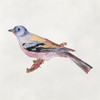Bird Sketch II Poster Print - Melissa Wang
