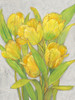 Yellow Tulips I Poster Print - Tim OToole