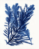 Indigo Ocean III Poster Print - Design Studio Stellar