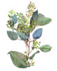 Seeded Eucalyptus I Poster Print - Melissa Wang