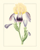 Purple Irises II Poster Print - Unknown