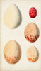Antique Bird Eggs III Poster Print - Unknown