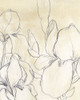 Iris Garden Sketch I Poster Print - June Erica Vess