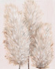 Pampas Grass IV Poster Print - Tim OToole