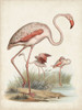 Antique Waterbirds IV Poster Print - Unknown
