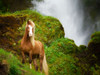 Collection of Horses I Poster Print - PHBurchett