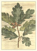Weathered Oak Leaves I Poster Print - Gerard Paul DeShayes
