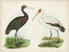 Antique Waterbirds I Poster Print - Unknown