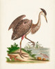 Antique Heron and Cranes III Poster Print - George Edwards