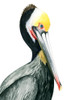 Watercolor Pelican I Poster Print - Grace Popp