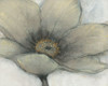 Single Cream Bloom II Poster Print - Tim OToole