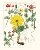 Bright Botanicals IV Poster Print - Unknown