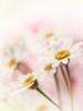 Flowers Aglow III Poster Print - Judy Stalus