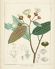 Vintage Verdure III Poster Print - Unknown