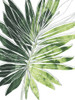 Expressive Palm I Poster Print - June Erica Vess