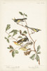 Pl. 414 Golden-winged Warbler Poster Print - John James Audubon