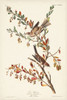 Pl. 188 Tree Sparrow Poster Print - John James Audubon