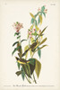 Pl. 124 Green Black-capt Flycatcher Poster Print - John James Audubon