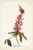 Pl. 78 Great Carolina Wren Poster Print - John James Audubon