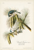 Pl. 39 Crested Titmouse Poster Print - John James Audubon