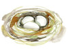 Watercolor Nest I Poster Print - Jennifer Goldberger