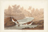 Pl. 320 Little Sandpiper Poster Print - John James Audubon