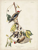 Pl. 190 Yellow-bellied Woodpecker Poster Print - John James Audubon