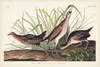 Pl. 233 Rail Poster Print - John James Audubon