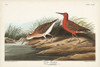 Pl. 263 Curlew Sandpiper Poster Print - John James Audubon