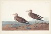 Pl. 294 Pectoral Sandpiper Poster Print - John James Audubon