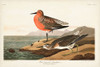 Pl. 315 Red-breasted Sandpiper Poster Print - John James Audubon