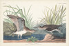 Pl. 289 Solitary Sandpiper Poster Print - John James Audubon