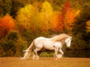 Golden Lit Horse VI Poster Print - PHBurchett