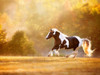 Golden Lit Horse II Poster Print - PHBurchett