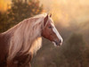 Golden Lit Horse V Poster Print - PHBurchett