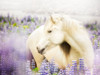 Horse in Lavender III Poster Print - PHBurchett