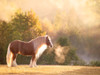 Golden Lit Horse I Poster Print - PHBurchett