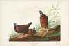 Pl 172 Blue-headed Pigeon Poster Print - John James Audubon