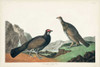 Pl 361 Long-tailed or Dusky Grouse Poster Print - John James Audubon