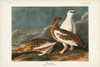 Pl 368 Rock Grouse Poster Print - John James Audubon