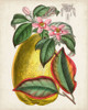 Delicate Tropicals V Poster Print - Curtis