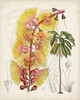 Delicate Tropicals VII Poster Print - Curtis
