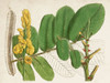 Tropical Foliage and Fruit II Poster Print - Curtis