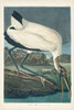 Pl 216 Wood Ibis Poster Print - John James Audubon