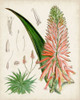 Delicate Tropicals I Poster Print - Curtis