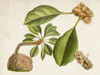 Tropical Foliage and Fruit V Poster Print - Curtis